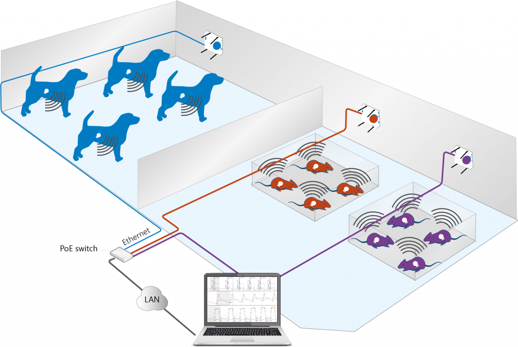 easyTEL+ L dog and rats telemetry