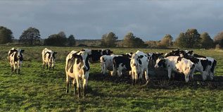 Cattle