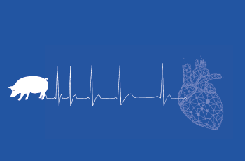 Mitigating transient arrhythmogenicity in pig