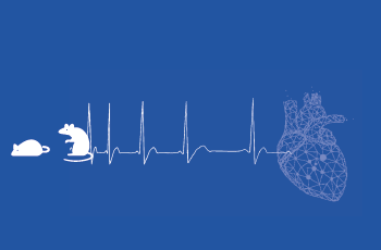 Phenotyping Arrhythmia in rodents