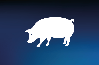 Swine the other tox species