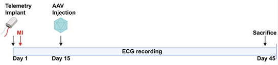 chematic representation of the experimental timeline