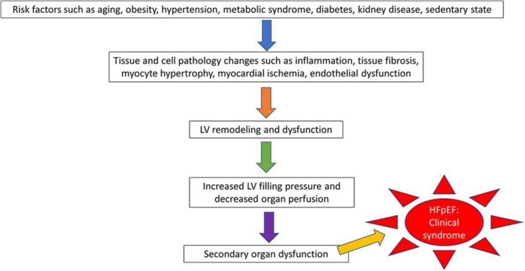 The pathophysiologic progression of heart failure with preserved ejection fraction