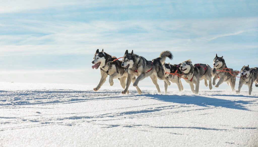 Sled dogs