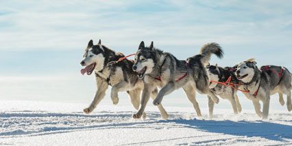 sled dogs