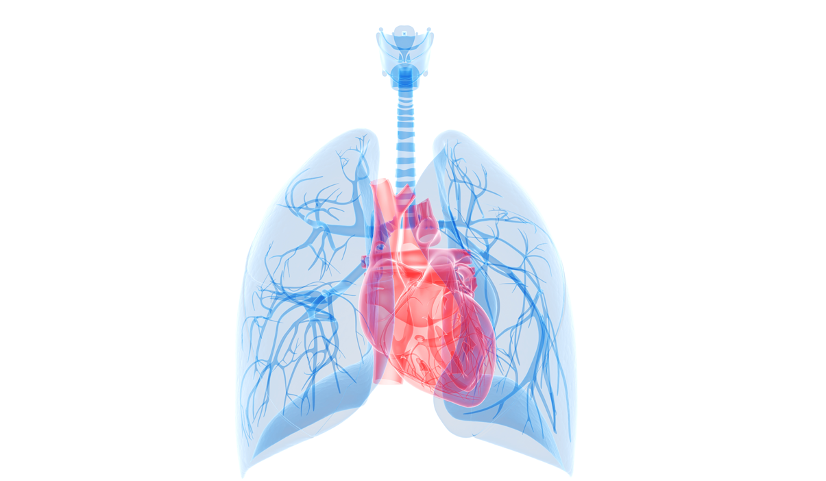 cardiopulmonary
