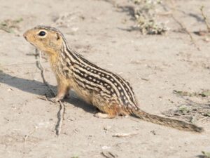 thirteen-lined ground squirrel
