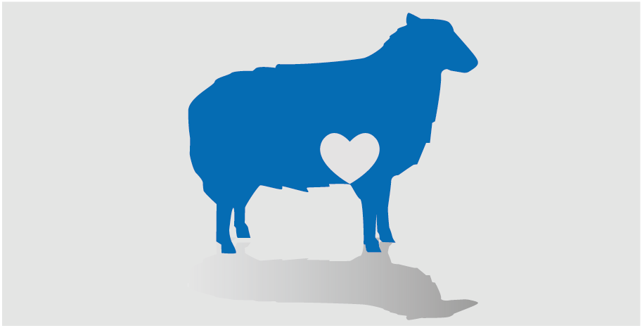 Sheep