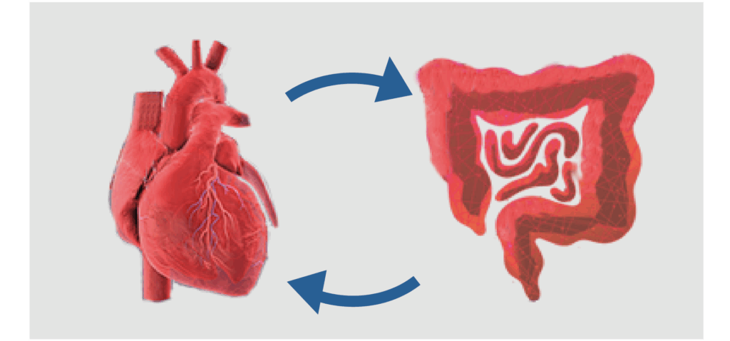 Gut-heart-axis