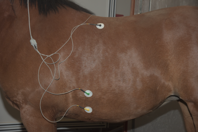 Horse with ECG electrodes