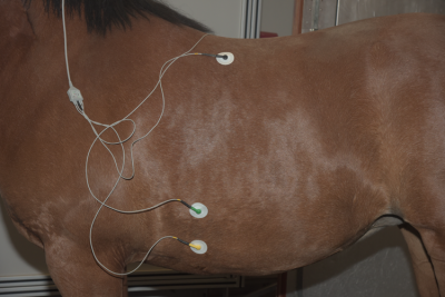 Horse with ECG electrodes