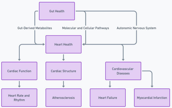 Exploring the gut-cardiac axis